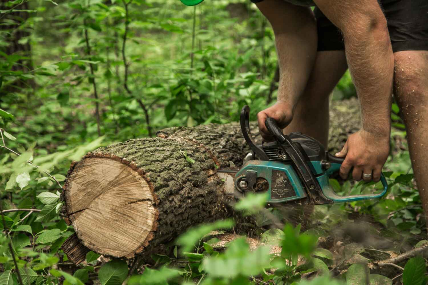 The Steps Involved in Our Tree Care Process in Boston, GA